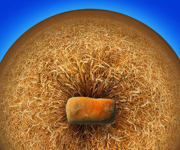 Bread360