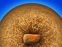 Bread360SML